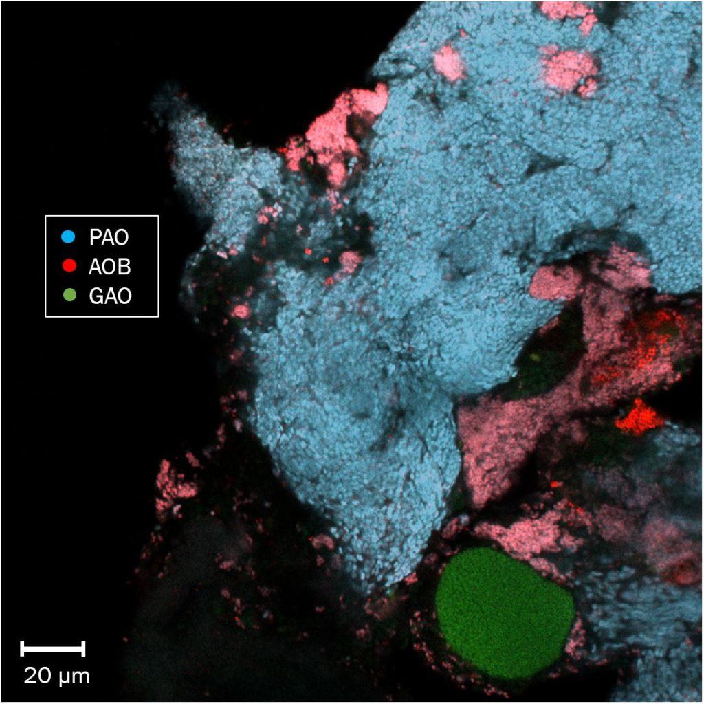 Fluorescence in-situ hybridization (FISH) image of the bioreactor biomass. PAO = polyphosphate accumulating organisms; AOB = ammonia oxidizing bacteria; GAO = glycogen accumulating organisms.